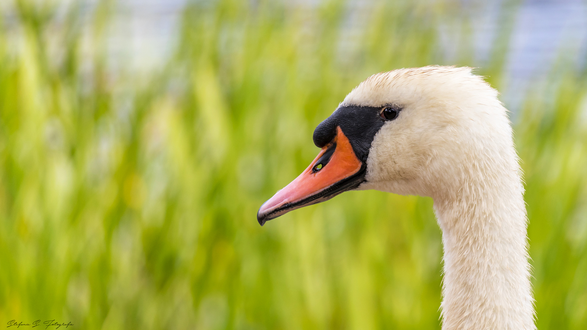 Schwanenportrait