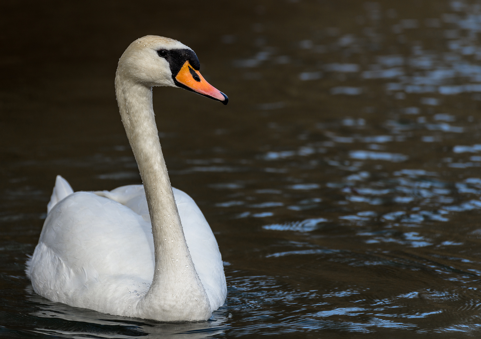 Schwanenportrait