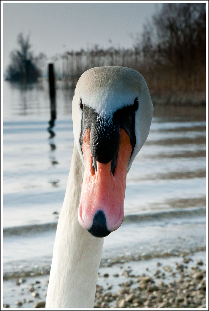 Schwanenportrait