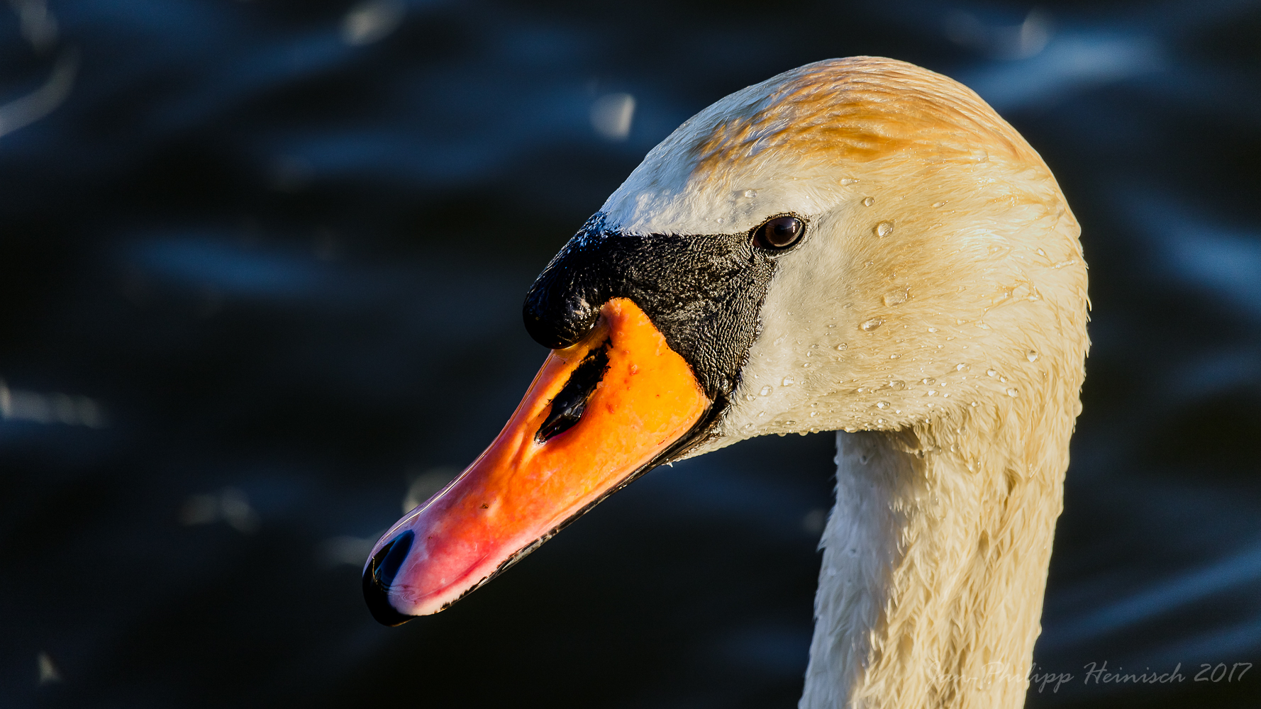 Schwanenportrait im Sonnenuntergang