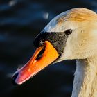 Schwanenportrait im Sonnenuntergang