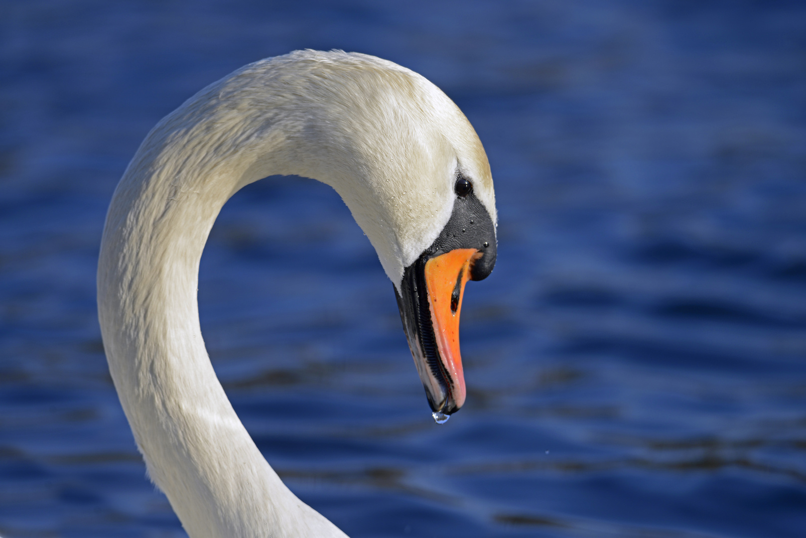 Schwanenportrait in der Abendsonne