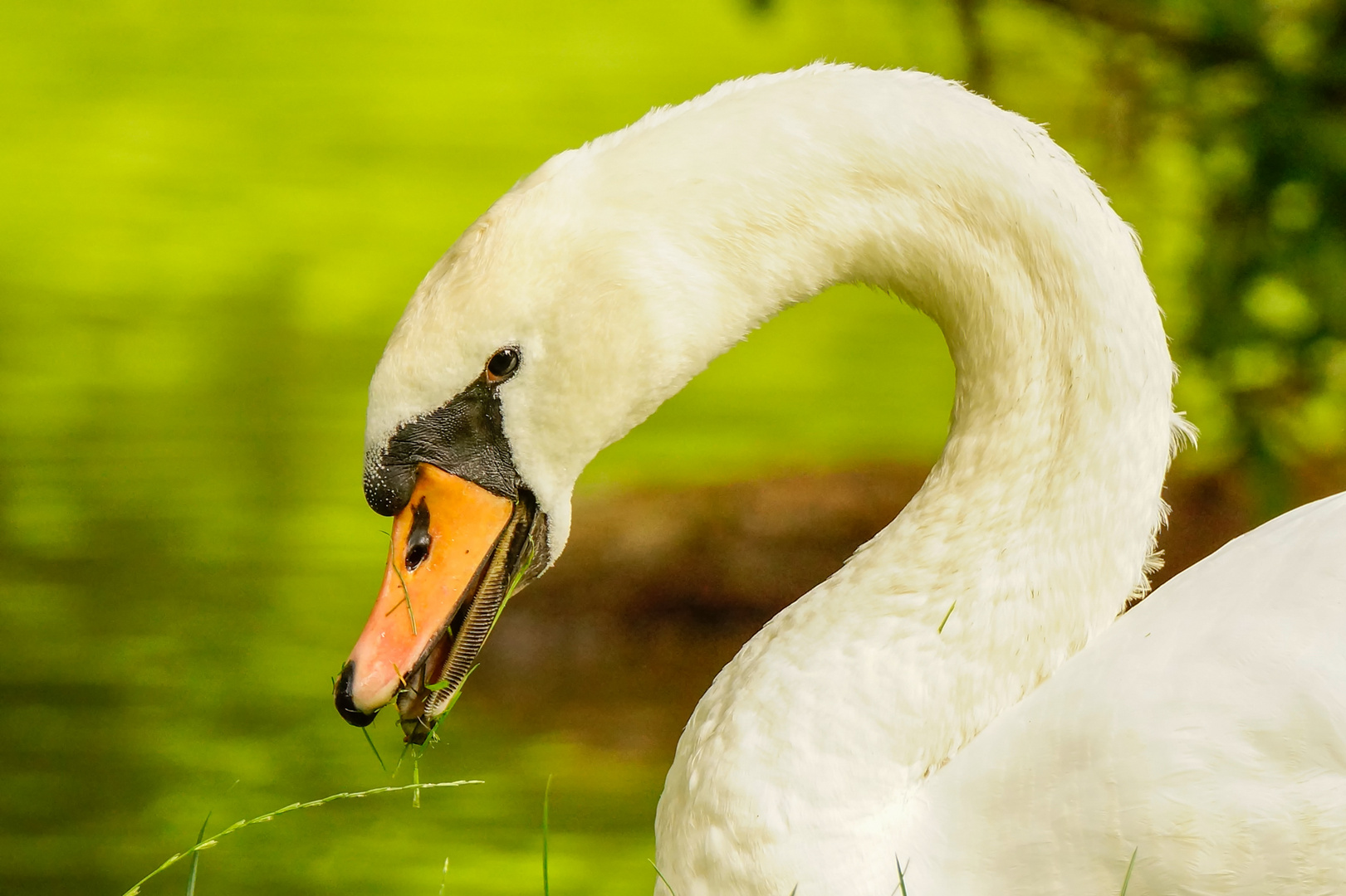 Schwanenportrait in farbe