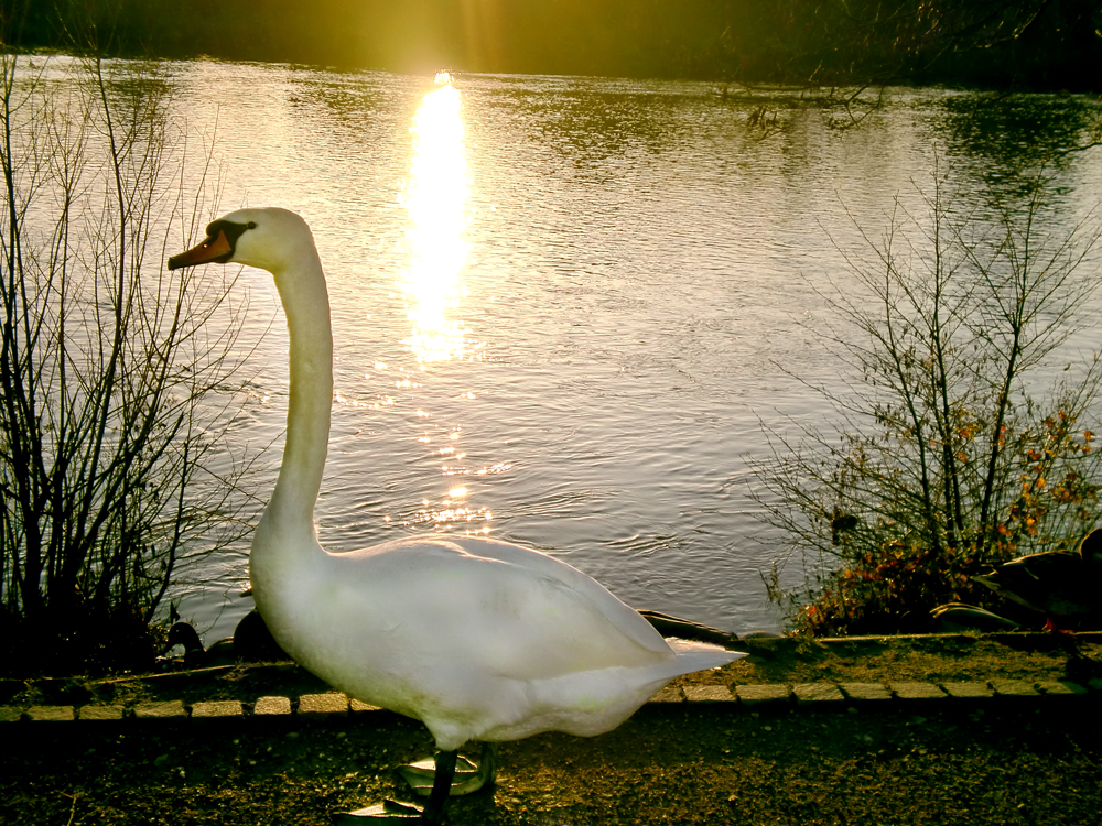 Schwanenromantik in der Abenddämmerung