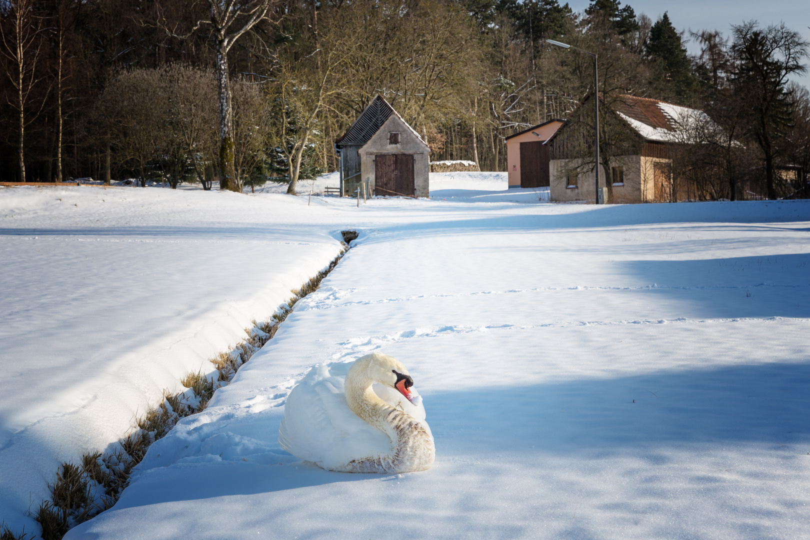 Schwanenschnee