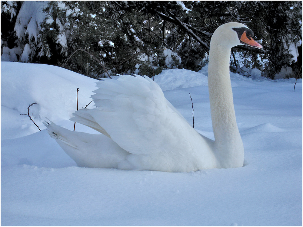 Schwanenschnee