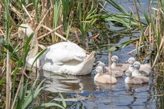 Ente, Gans, Schwan