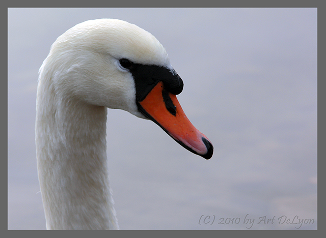 Schwanensee [01]