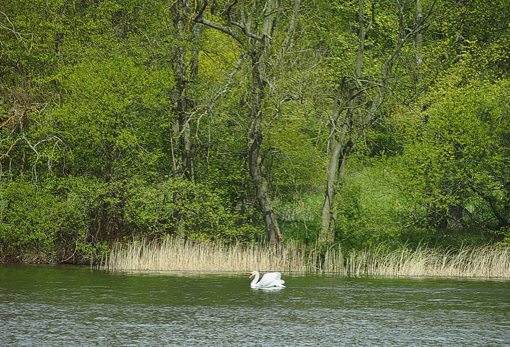 Schwanensee