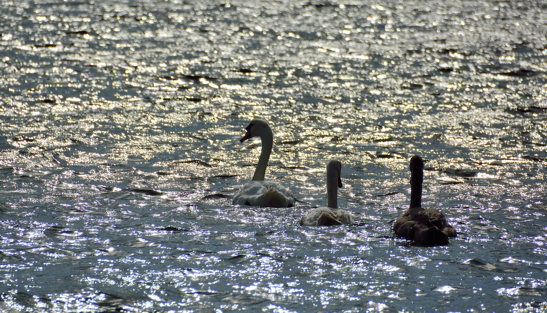 Schwanensee