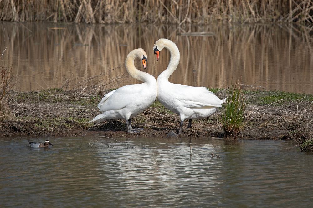 Schwanensee 1 Foto & Bild | tiere, wildlife, wild lebende vögel Bilder