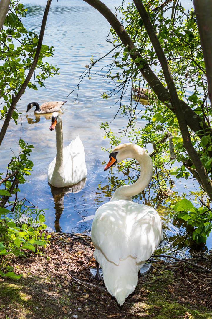 Schwanensee