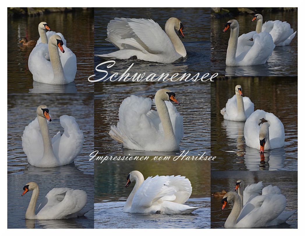 "Schwanensee"