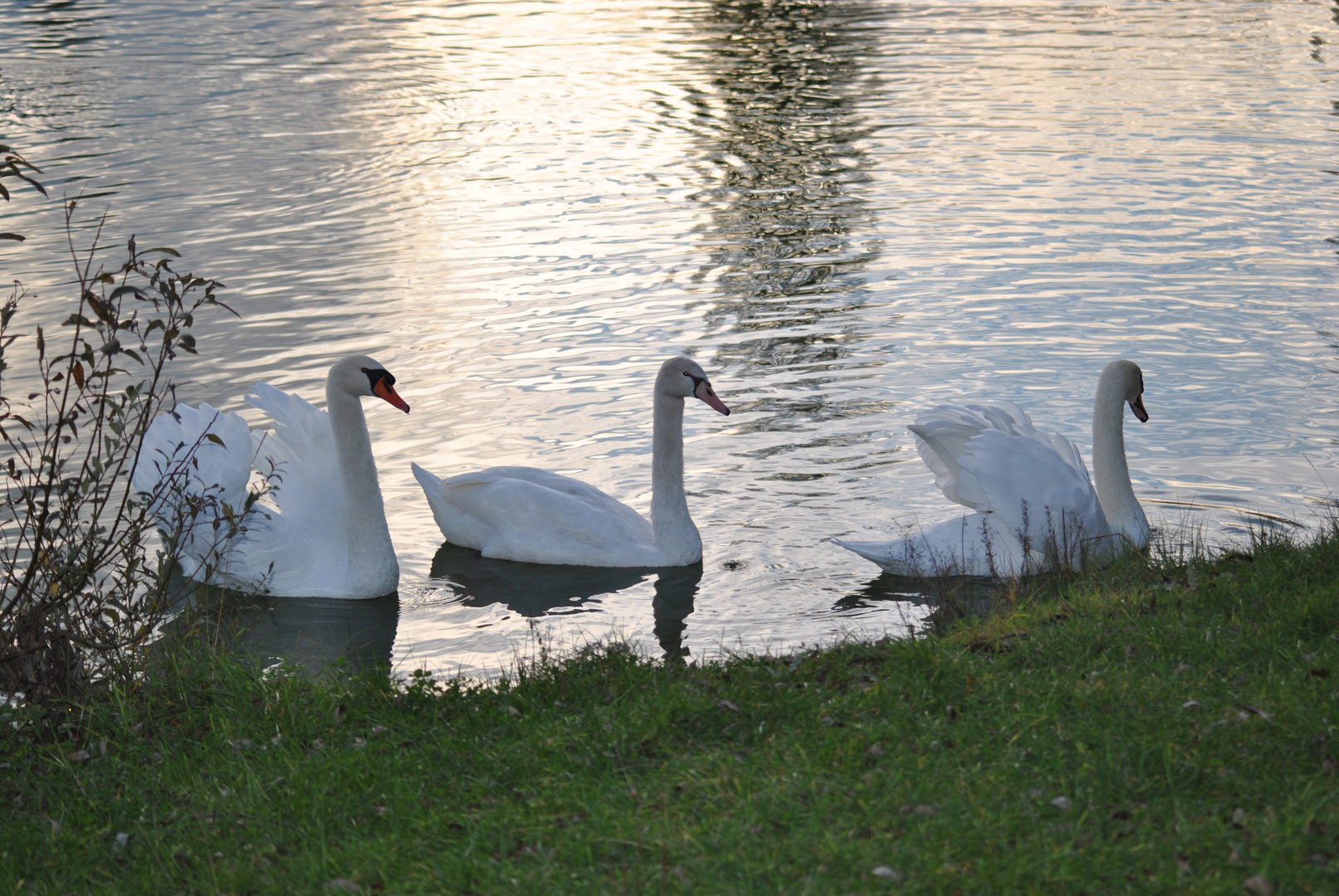 Schwanensee 