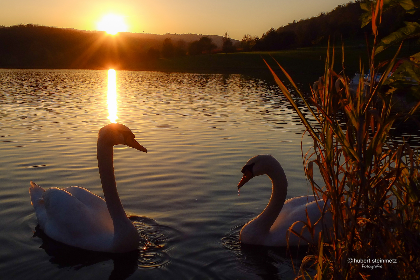 Schwanensee