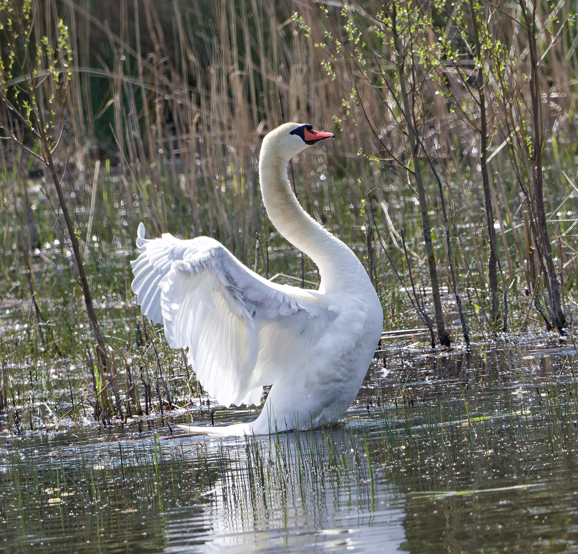 Schwanensee Foto & Bild | natur Bilder auf fotocommunity