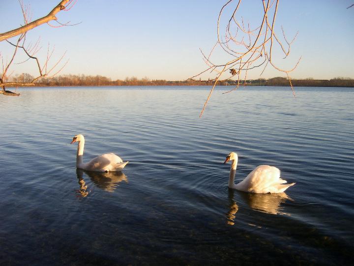 Schwanensee