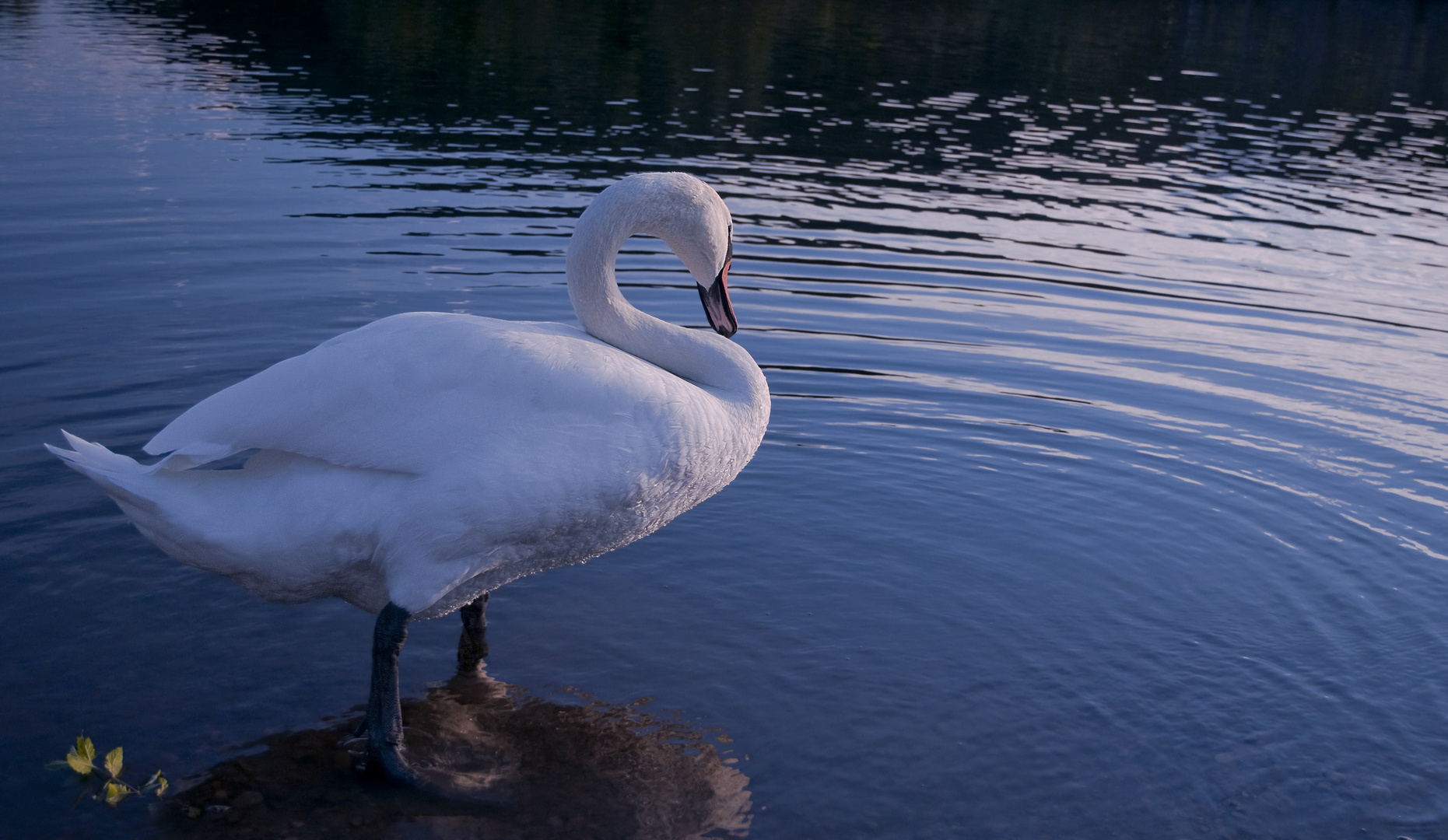 Schwanensee