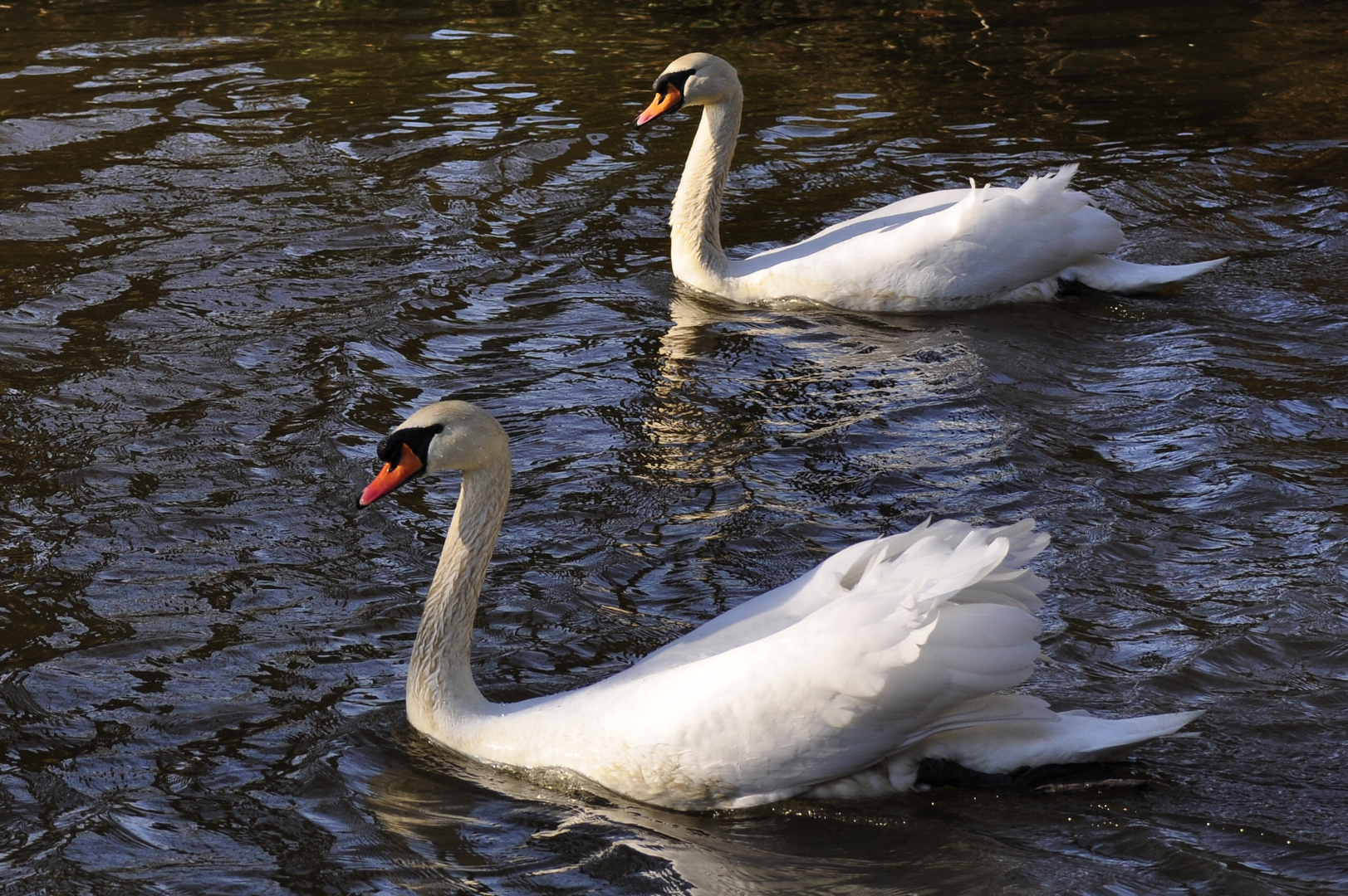 --- Schwanensee ..2.---