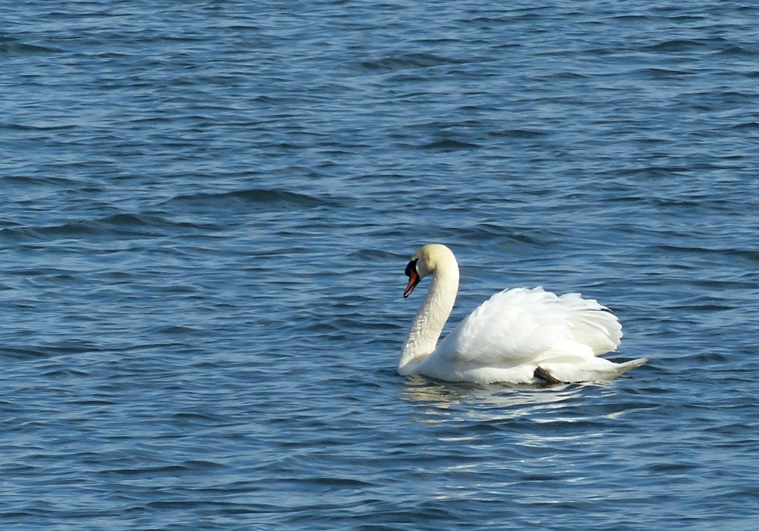 Schwanensee