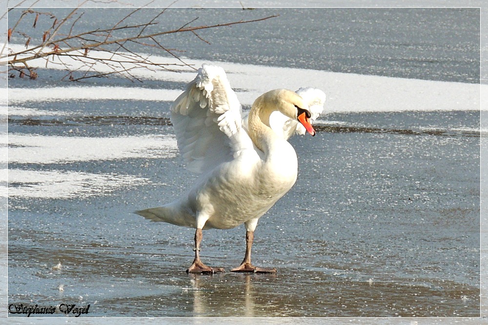 Schwanensee