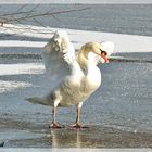 Schwanensee