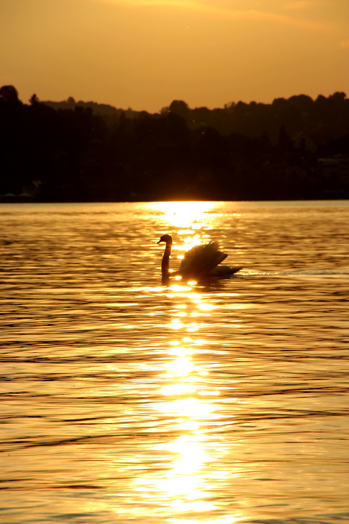 Schwanensee