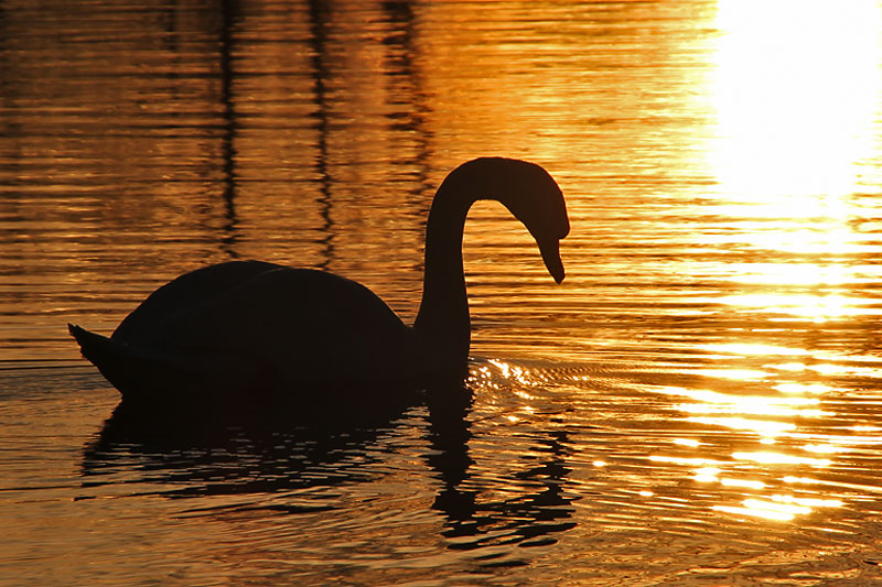 Schwanensee