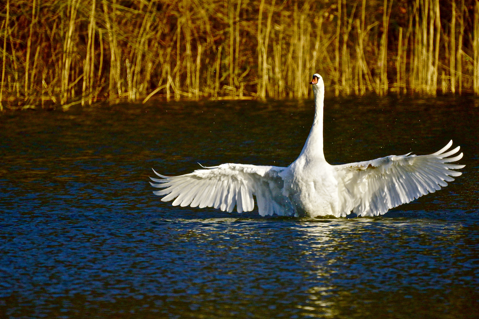 Schwanensee 3