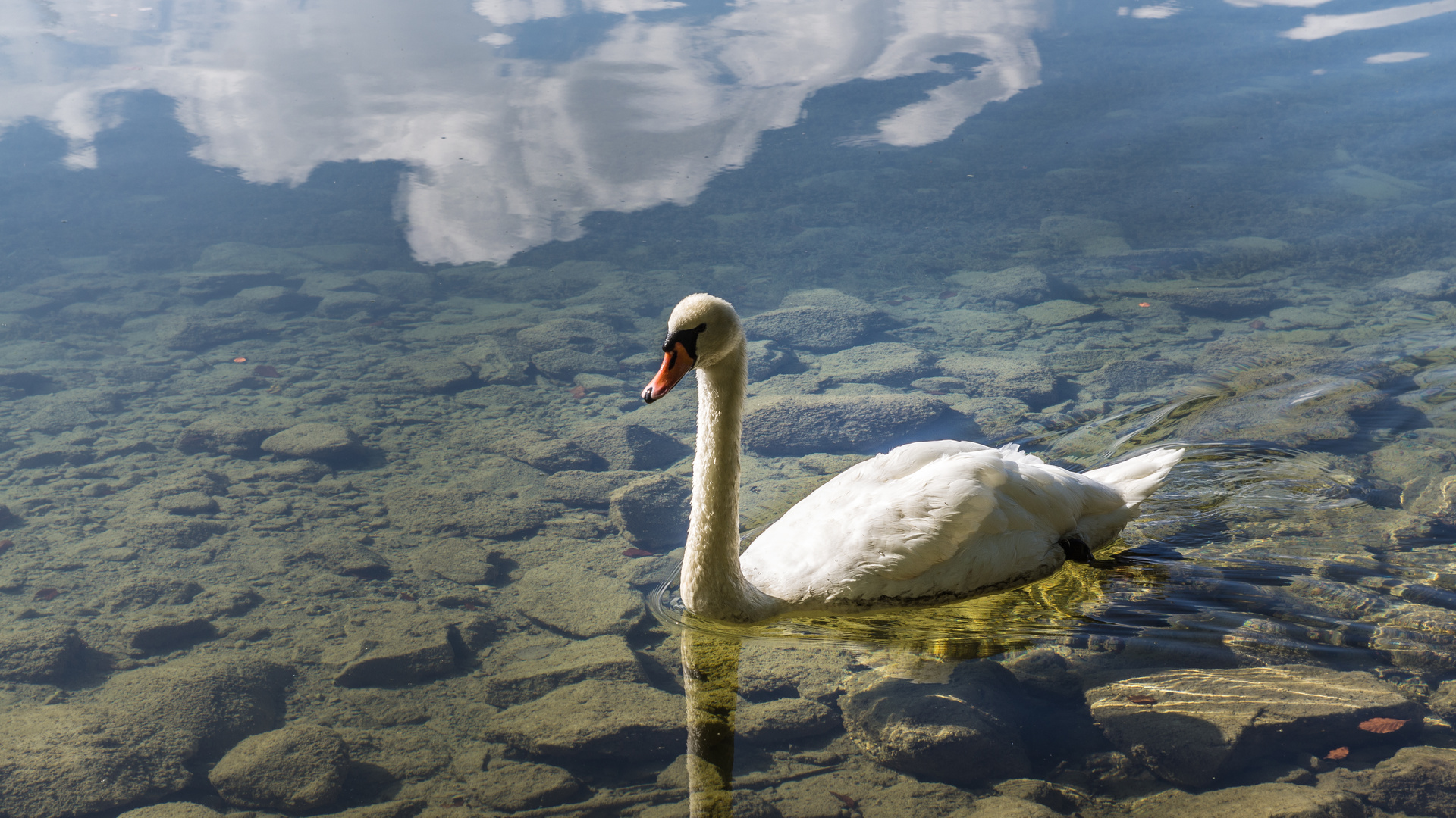 Schwanensee