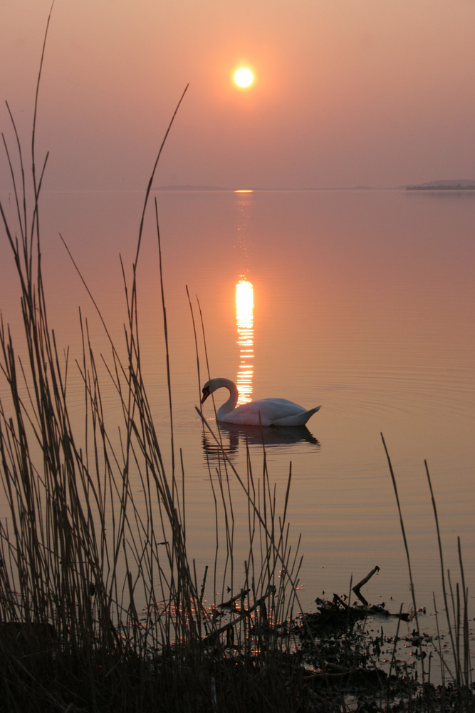 "Schwanensee"