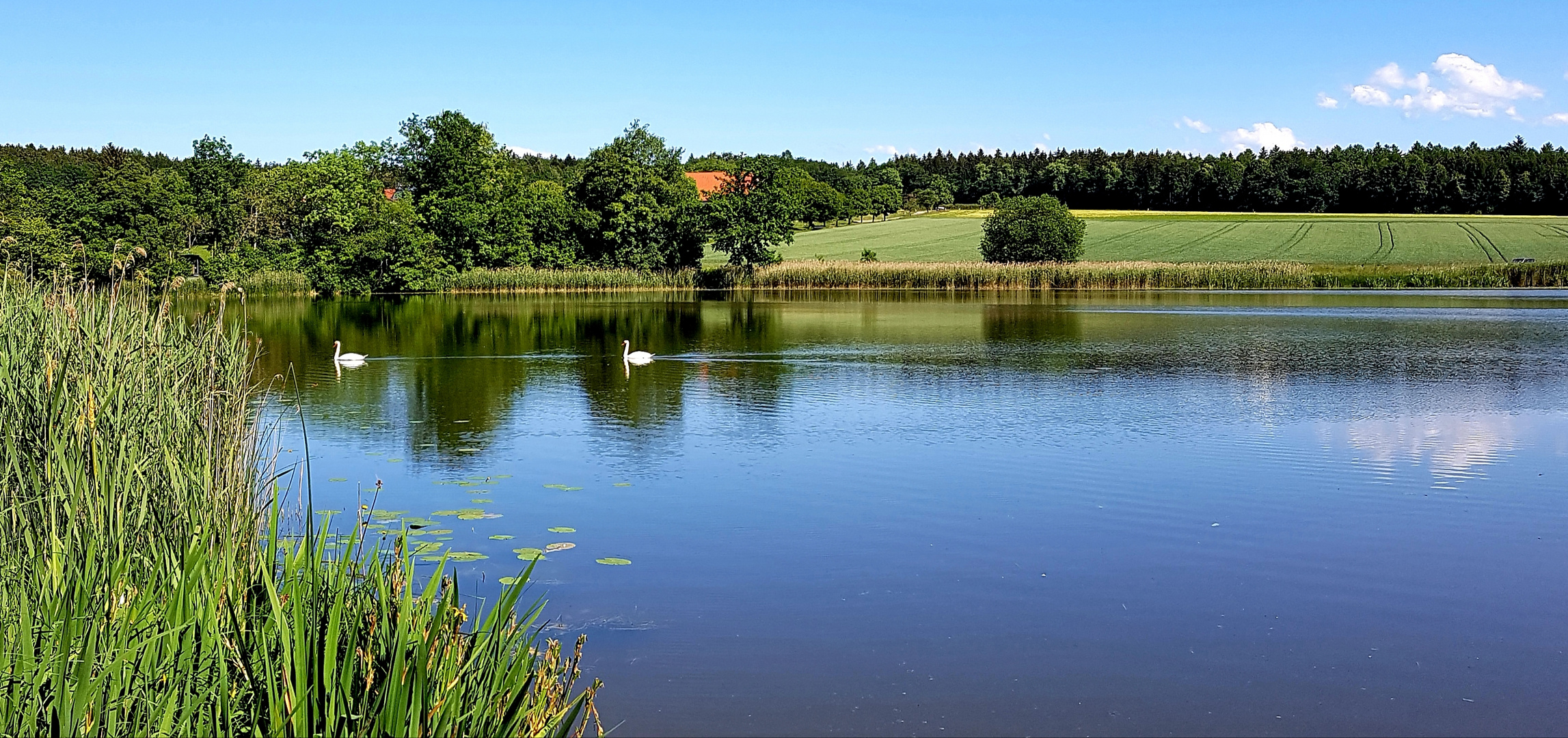 Schwanensee