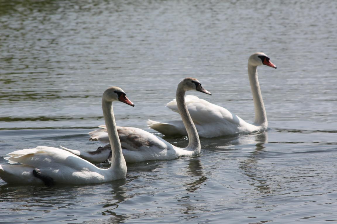 Schwanensee