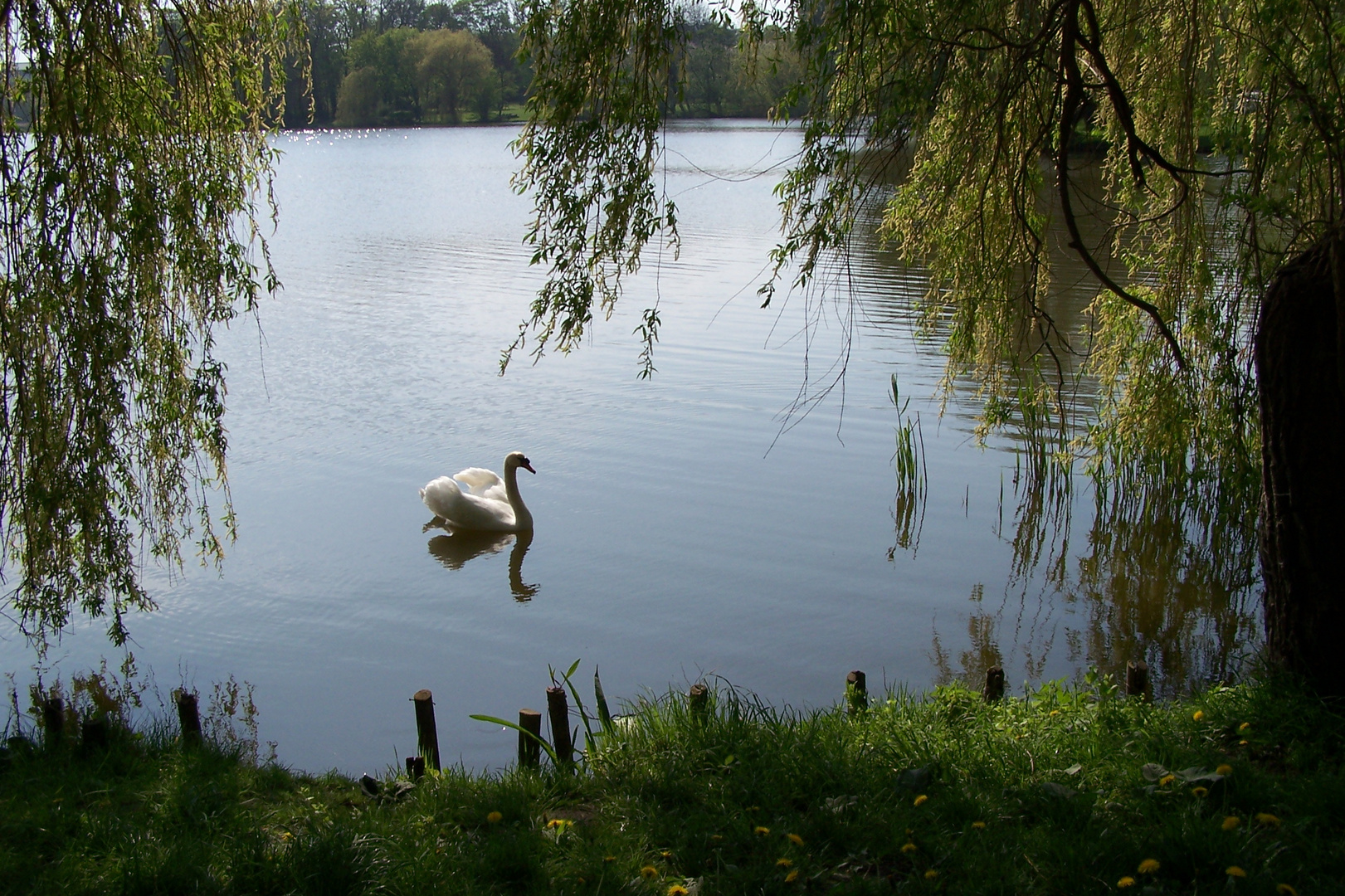 "Schwanensee"