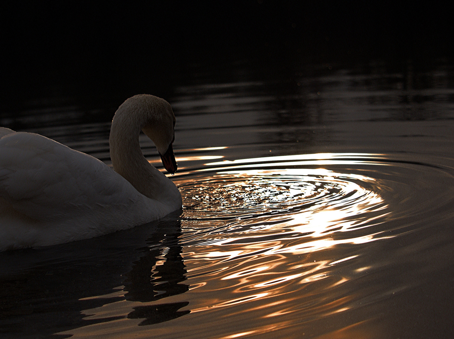 Schwanensee Foto & Bild | tiere, wildlife, sonnenuntergang Bilder auf