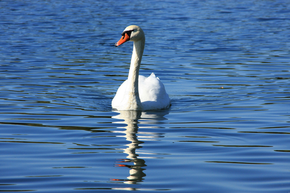 Schwanensee...