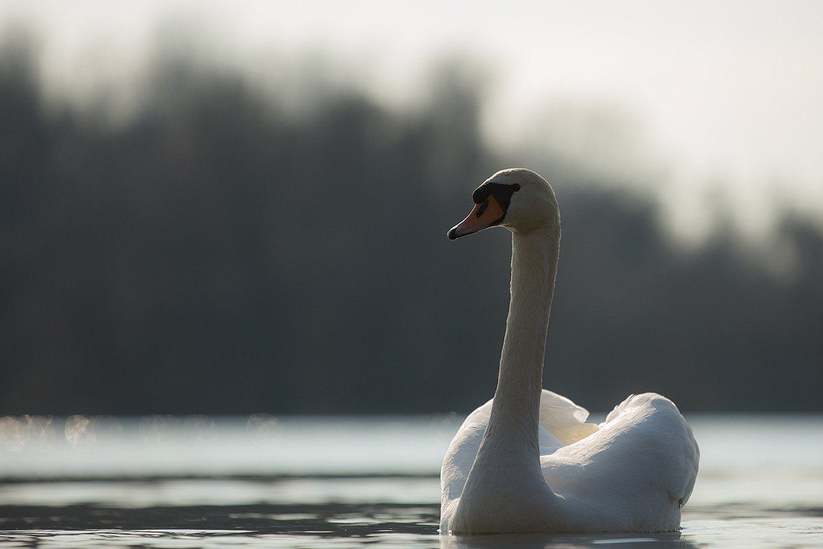 Schwanensee