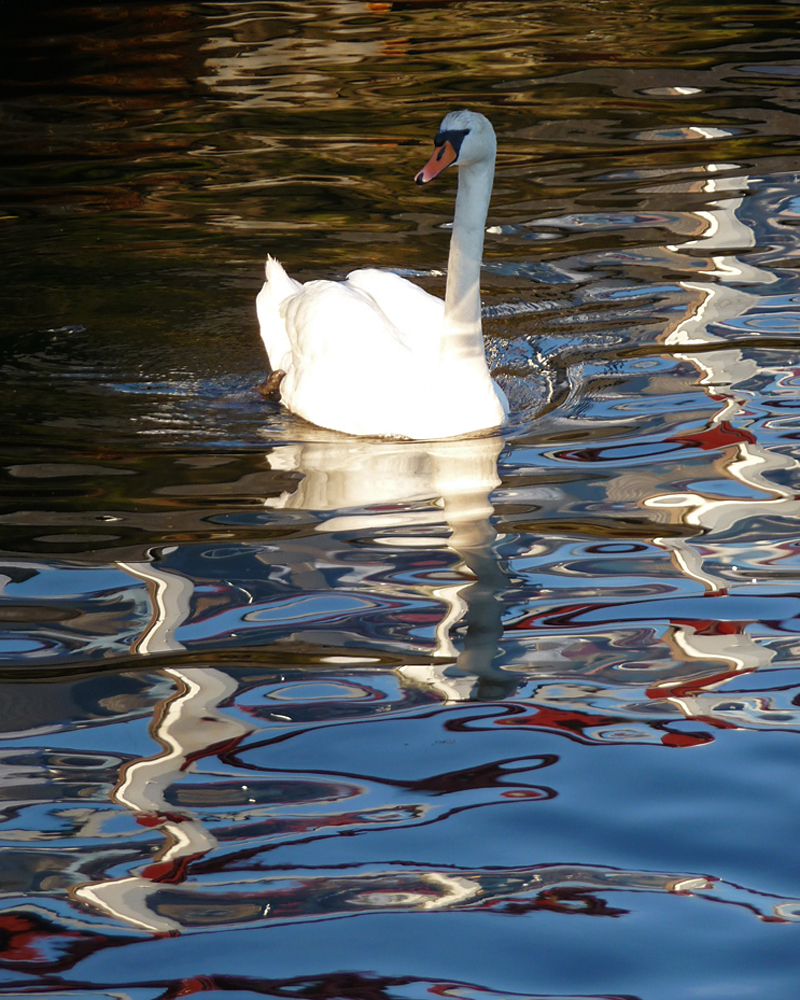 Schwanensee