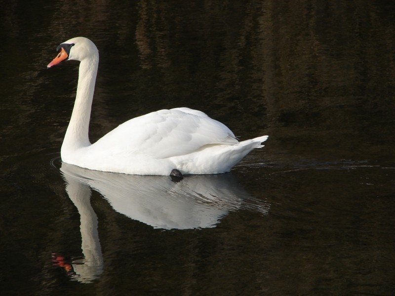 Schwanensee