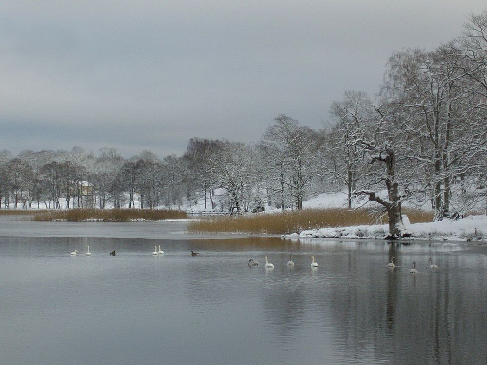 Schwanensee