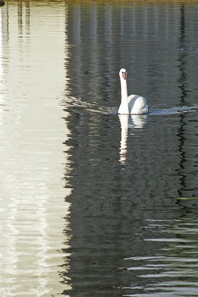 Schwanensee