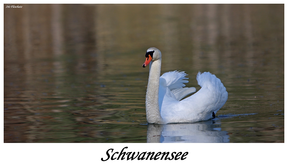 Schwanensee...