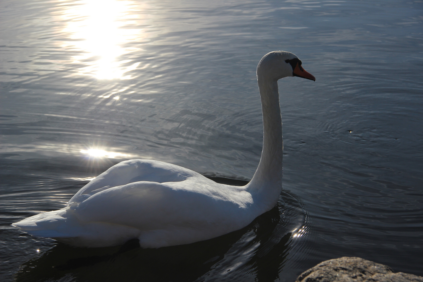 Schwanensee