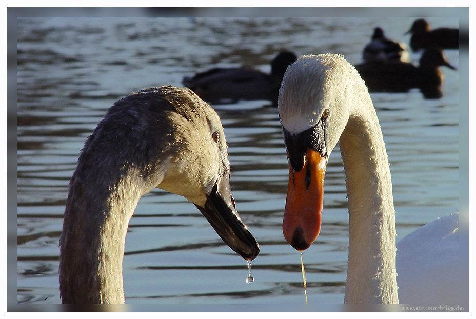 ...Schwanensee...