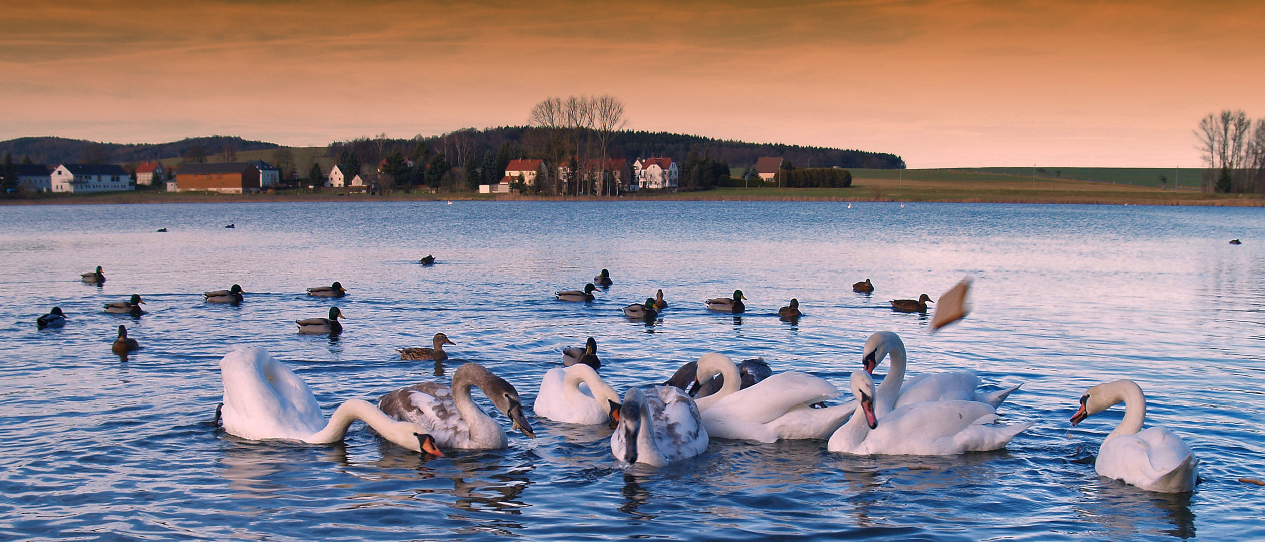 Schwanensee