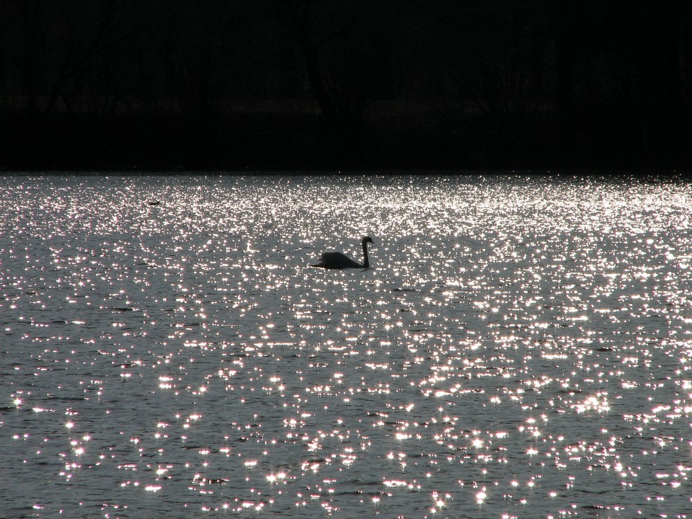 Schwanensee