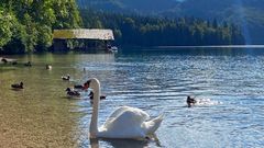 Schwanensee