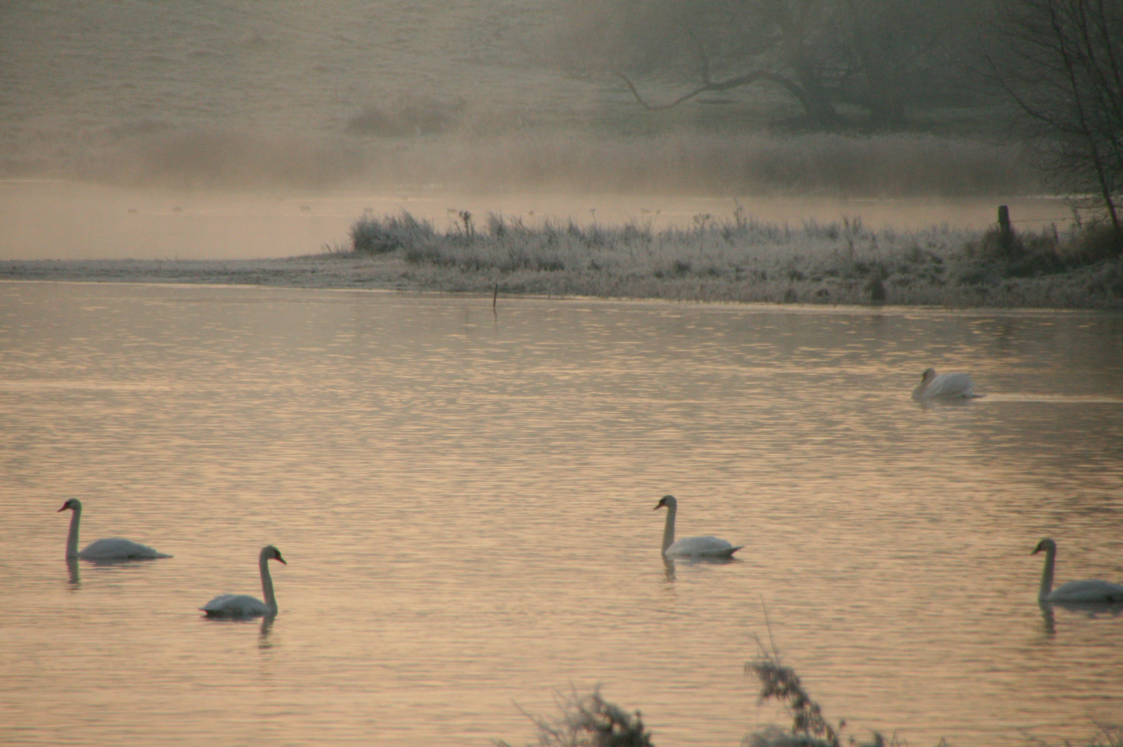 "Schwanensee"