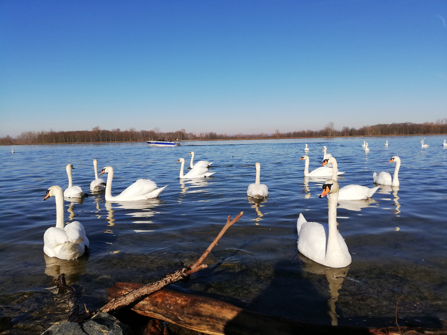 Schwanensee