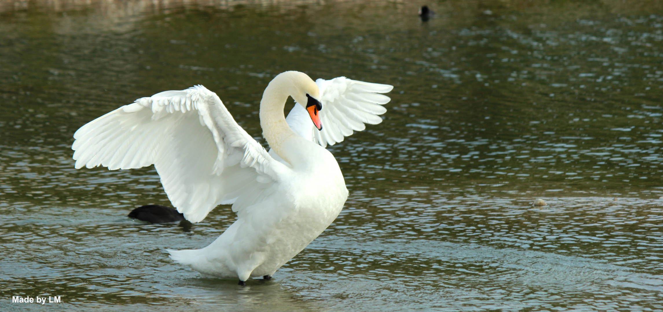 Schwanensee Foto & Bild | tiere, wildlife, wild lebende vögel Bilder